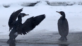 Chráněná zvířata loni způsobila v Olomouckém kraji škody za 10 milionů korun. Především kormoráni