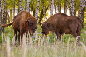 Co zjistil výzkum v milovické rezervaci