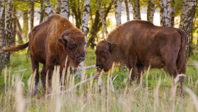 Co zjistil výzkum v milovické rezervaci