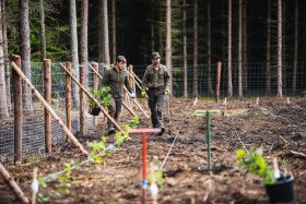 Vyšší jarní i podzimní teploty a častější srážky  jsou pro ujímání sazenic téměř ideální