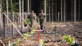 Vyšší jarní i podzimní teploty a častější srážky  jsou pro ujímání sazenic téměř ideální