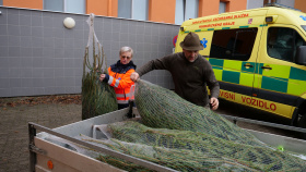 Vánoční stromky pro dětská zdravotnická a sociální zařízení budou zdarma