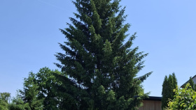 Smrk z Nemošic změní svou adresu a stane se vánočním stromem pro letošní advent