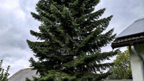 Vánoční okrasná jedle zítra ozdobí náměstí