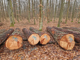O dříví, ze kterého se vyrábějí třeba hudební nástroje, je velký zájem