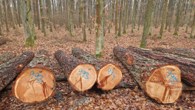 O dříví, ze kterého se vyrábějí třeba hudební nástroje, je velký zájem