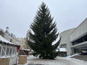 Město má nový vánoční strom. Poničenou douglasku nahradil smrk z Tuhnic