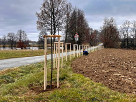 Již přestárlé jeřabiny nahradily lípy a švestky, a to díky Nadaci ČEZ