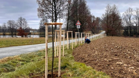 Již přestárlé jeřabiny nahradily lípy a švestky, a to díky Nadaci ČEZ