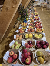 Do zapomenutých ovocných sadů se vrací život