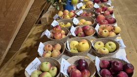 Do zapomenutých ovocných sadů se vrací život