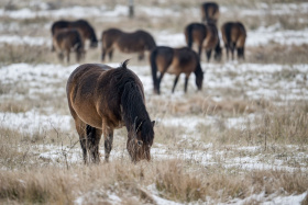 Místo rozvaliny po armádě ráj pro divoké koně