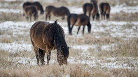 Místo rozvaliny po armádě ráj pro divoké koně