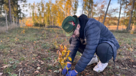Za rok 2025 vysázeno téměř devadesát tisíc nových stromů