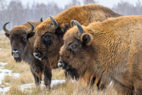 V Česku vzniká nová rezervace pro zubry