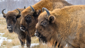 V Česku vzniká nová rezervace pro zubry