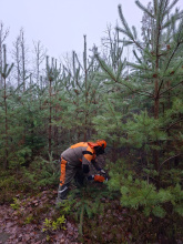 Přirozená obnova a výchova porostů: Lesy ČR naplňují strategii