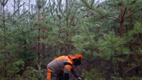 Přirozená obnova a výchova porostů: Lesy ČR naplňují strategii