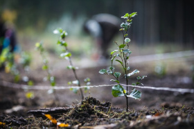 Tendr skončil, čtyřicet zakázek mohou v lednu začít plnit partneři Lesů ČR