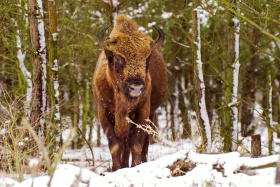 Nevšední, ale užitečný vánoční dárek. Stovky tisíc korun pro zubří rezervaci