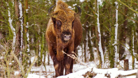 Nevšední, ale užitečný vánoční dárek. Stovky tisíc korun pro zubří rezervaci