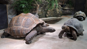 Plzeňská zoo postaví příští rok tropický skleník s pralesem a želvami obrovskými