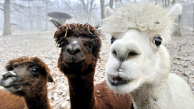 Zlínská zoo poprvé překročila hranici 800 tisíc návštěvníků v jednom roce