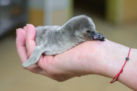 V pražské zoo se vylíhl tučňák Humboldtův, daří se mu výtečně