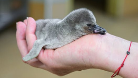 V pražské zoo se vylíhl tučňák Humboldtův, daří se mu výtečně