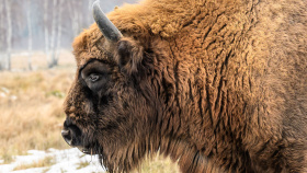 Nová rezervace pro zubry už získala čtvrtinu potřebné částky