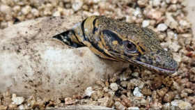 První mládě roku 2026 v plzeňské zoo. A hned vzácná rarita