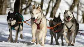 Psí spřežení soutěží na pláních v Krušných horách