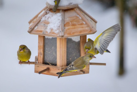 Zájem o Ptačí hodinku opět vzrostl. Čas na odevzdání výsledků končí 18. ledna