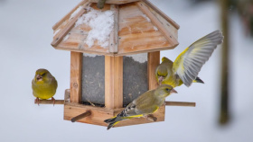 Zájem o Ptačí hodinku opět vzrostl. Čas na odevzdání výsledků končí 18. ledna