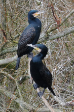 Kliknutím zvětšíte obrázek