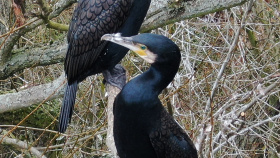 Jaký vliv mají kormoráni na úbytek ryb?