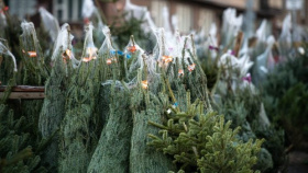 V Olomouci v rámci Stromkobraní spálili jehličnany