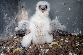 Vloni se ze „sokolí farmy“ ČEZ rozletělo dalších 20 mláďat ohroženého sokola stěhovavého