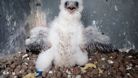 Vloni se ze „sokolí farmy“ ČEZ rozletělo dalších 20 mláďat ohroženého sokola stěhovavého