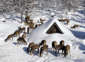 Klid, krmení a ochrana porostů: Jak fungují přezimovací obůrky Lesů ČR