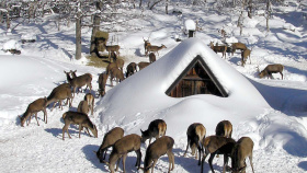 Klid, krmení a ochrana porostů: Jak fungují přezimovací obůrky Lesů ČR