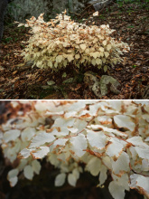 Jak může strom žít 30 let bez fotosyntézy?