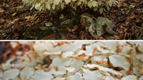 Jak může strom žít 30 let bez fotosyntézy?