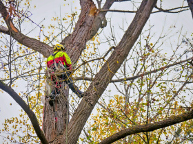 Stromolezci zavítají do okolí parku Skleněnka