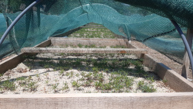 Lesníci využijí kvalitní semena při obnově lesa