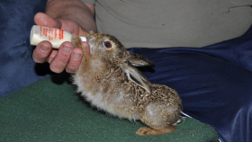 Zlínský kraj i letos finančně podpoří záchranné stanice pro volně žijící živočichy