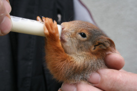 Kliknutím zvětšíte obrázek