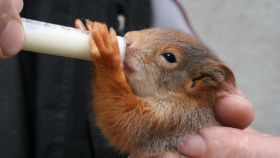 Kraj zdvojnásobil podporu záchranných stanic pro zvířata