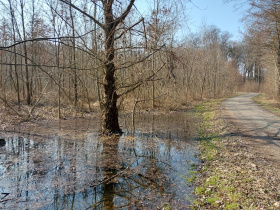 Záměrným zaplavováním krajiny vrací lesníci vodu do luhů na Břeclavsku