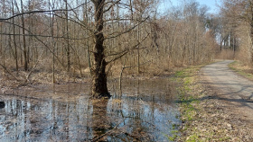 Záměrným zaplavováním krajiny vrací lesníci vodu do luhů na Břeclavsku